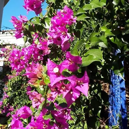 Antik Camping Siğacık